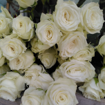 Shining Star Roses Branchue d'Equateur Ethiflora